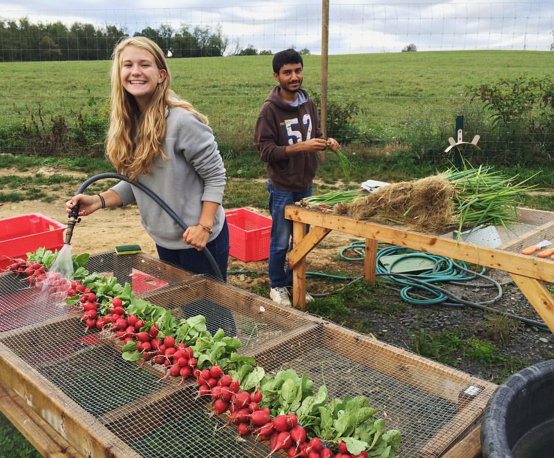 radish and scallion harvest